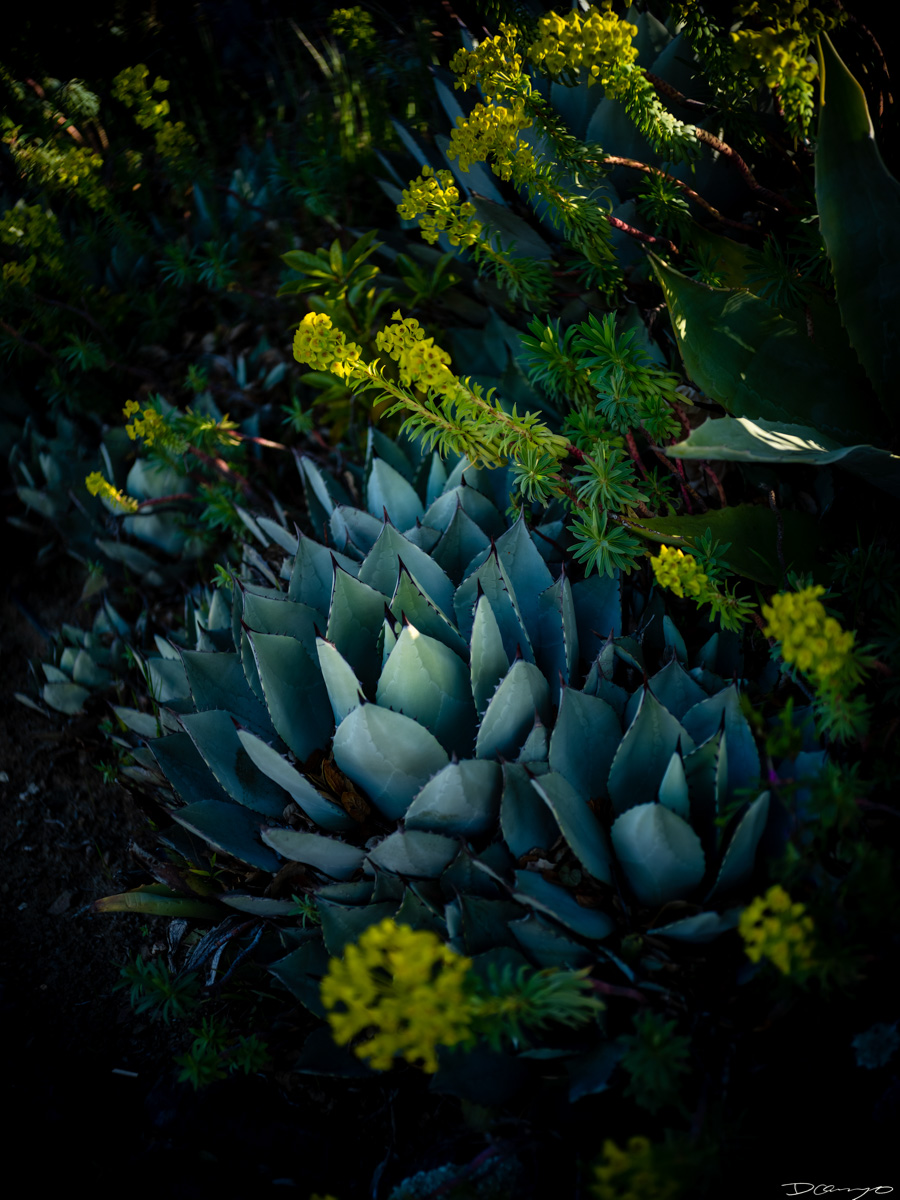 Pretty things that I wanted to take pictures of around Berkeley in 2023.